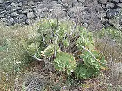Aeonium lancerottense, avec de nombreuses inflorescences fannées.
