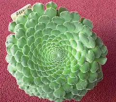 Description de l'image Aeonium tabuliforium 2.jpg.