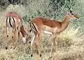 Impalas.