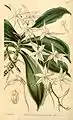 Angraecum apiculatumCurtis's Botanical Magazine1845