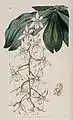 Angraecum bilobumThe Botanical Register1841