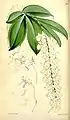 Angraecum citratumCurtis's Botanical Magazine1867