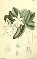 Angraecum fastuosaCurtis's Botanical Magazine1891