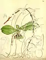 Angraecum kotschyiCurtis's Botanical Magazine1895