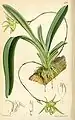 Acranthus arachnitisCurtis's Botanical Magazine1873