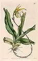 Aeranthes grandifloraThe Botanical Register1824.