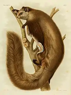 Description de l'image Aeretes melanopterus.jpg.