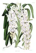 Aerides nobileThe Orchid Album1865