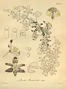 Aerides reichenbachiiReichenbach1874