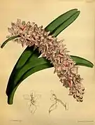 Aerides roseaPaxton's Flower Garden1853.