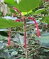 Acalypha hispida ou Queue-de-chat.