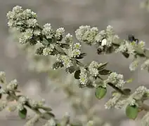 Aerva lanata (Aervoïdes).