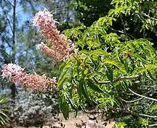 Aesculus californica