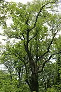 Photo couleur d'un arbre au tronc brun foncé et aux branches ramifiées, supportant des feuiles vertes, sur fond de ciel nuageux.