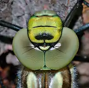 Aeshna cyanea (Odonatoptera) : gros plan sur la tête