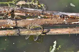 Ponte d' Aeshna mixta