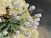 Aethionema capitatum