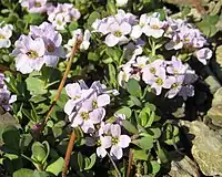 Aethionema rotundifolium