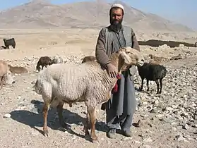 Berger et ses moutons à queue grasse en Afghanistan.