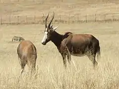 Blesboks au lion parc à Johannesburg