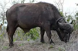 Buffle du Cap (Syncerus caffer).