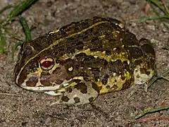 Description de l'image African Bullfrog (Pyxicephalus edulis) juvenile (12618902215).jpg.
