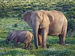 Éléphant de savane d'Afrique (Loxodonta africana) : femelle et son éléphanteau.