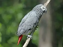 Perroquet jaco