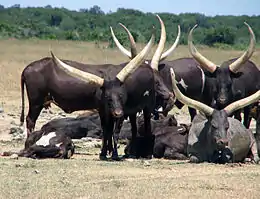 photo d'un troupeau de vaches africaines