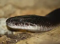 Description de l'image African House Snake 005.jpg.