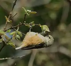 Description de l'image African_Penduline-Tit_(Anthoscopus_caroli).jpg.