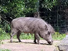 Description de l'image African Warthog - Phacochoerus aethiopicus.jpg.