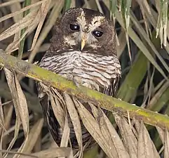 Chouette africaine(Strix woodfordii).