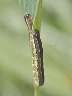 Description de l'image African armyworm, crop.jpg.