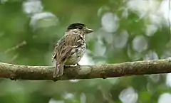 Description de l'image African broadbill, Smithornis capensis.jpg.