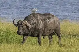 Un buffle d'Afrique accompagné d'un Héron garde-bœufs dans le parc national de Chobe.