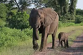 Une éléphante de savane d'Afrique avec son petit dans la Matetsi Safari Area au Zimbabwe.