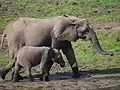 Eléphants d'Afrique.