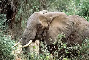 Éléphant de savane d'Afrique (Loxodonta africana)