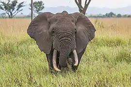 Éléphant de savane d'Afrique inquiet dans le parc national Queen Elizabeth en Ouganda.