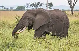 Éléphant de savane d'Afrique rassuré, dix secondes après.