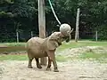 éléphant d'Afrique