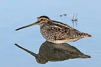 Bécassine africaine(Gallinago nigripennis).