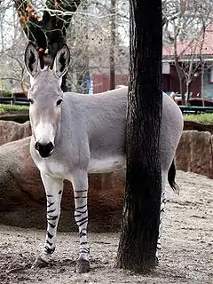 Âne sauvage d'Afrique.