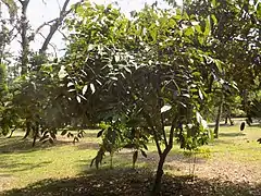 Afrostyrax lepidophyllus arbre dans le jardin botanique de Limbé
