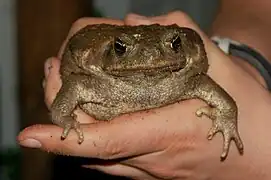 Un crapaud buffle (Rhinella marina)