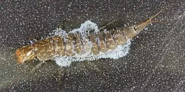 Larve attaquée par un champignon