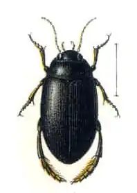 Description de l'image Agabus melanarius01.jpg.