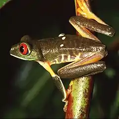 Grenouille aux yeux rouges (Agalychnis callidryas, Amphibia, Hylidae)