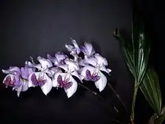 Description de l'image Aganisia cyanea Orchi 01.jpg.